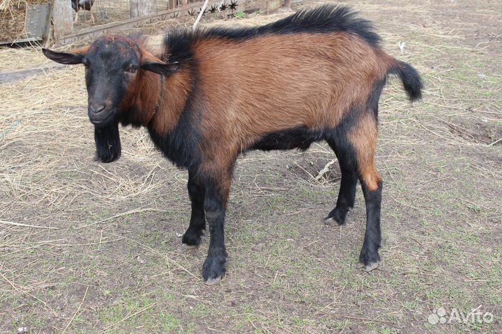 Козел на вязку