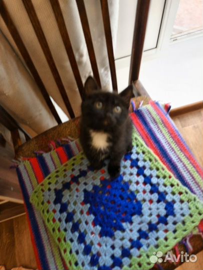Котенок девочка в добрые руки
