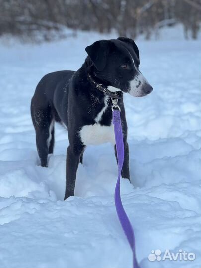 Поляк ищет семью