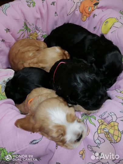 Английский кокер спаниель