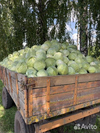 Капуста оптом