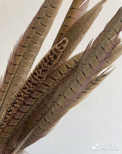 Перья фазана кавказского охотничьего