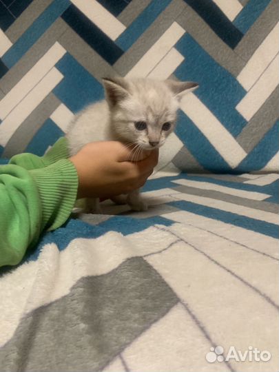 Котята-крысоловы