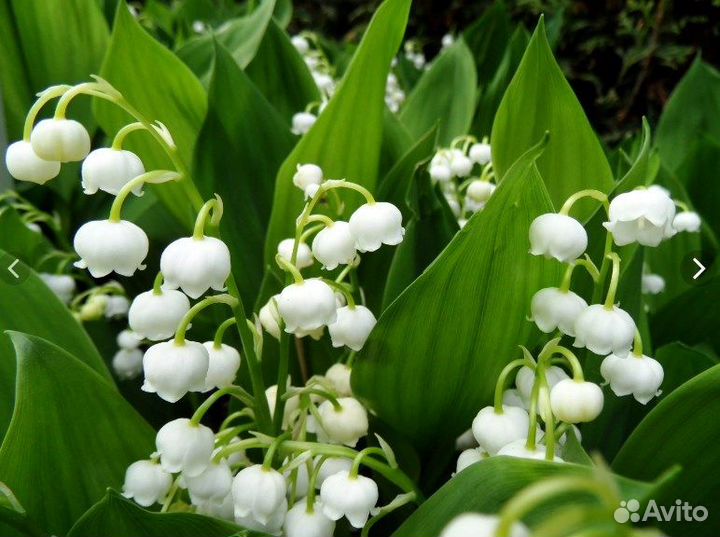 Спирея, Лапчатка, Бруннера и Ландыши