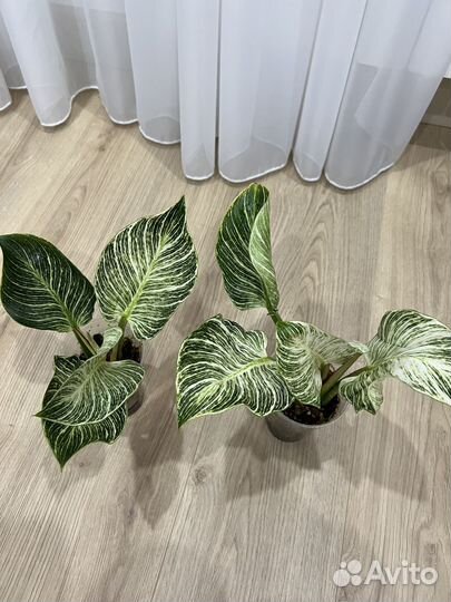 Филодендрон биркин