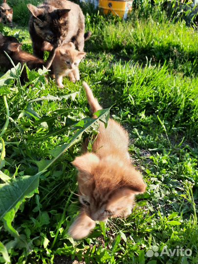 Кошки в добрые руки бесплатно