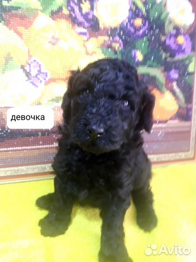 Карликовый пудель