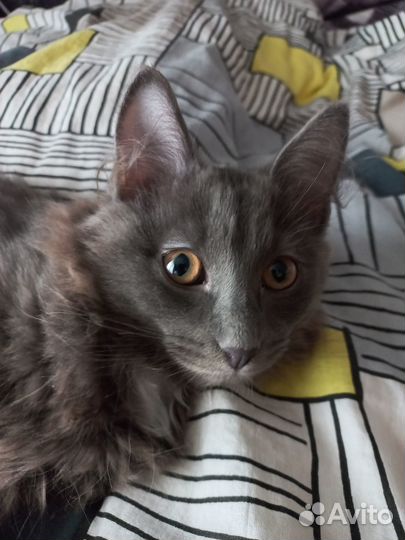 Котик 4 месяца