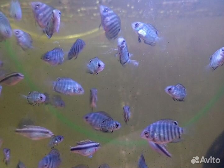 Аквариумные рыбки