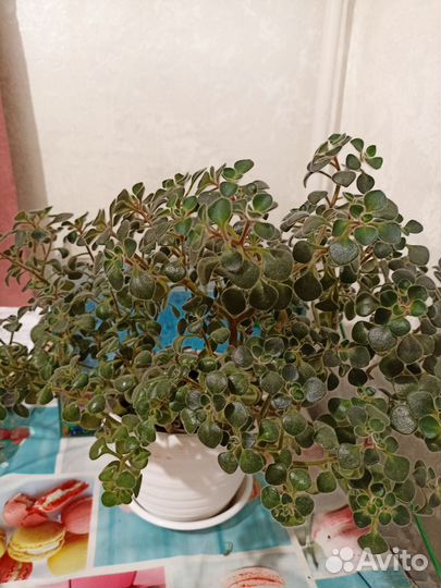 Аихризон дерево любви