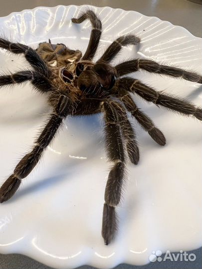 Выползок Lasiodora Parahybana Ласиодора Парахибана