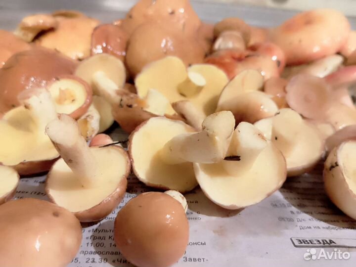 Грибы маслята