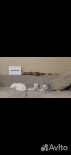 Шотландский кот вязка