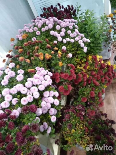 Хризантемы мультифлора