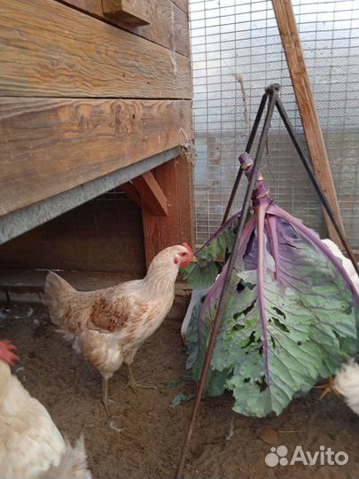 Куры молодки