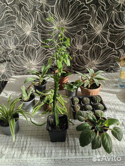 Сансевиерия