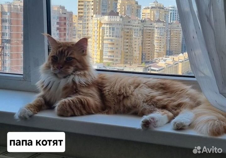 Котята мейн-кун