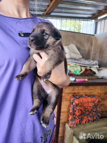 Открыта бронь на щенков