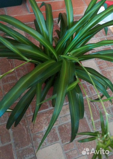 Хойя разные сорта