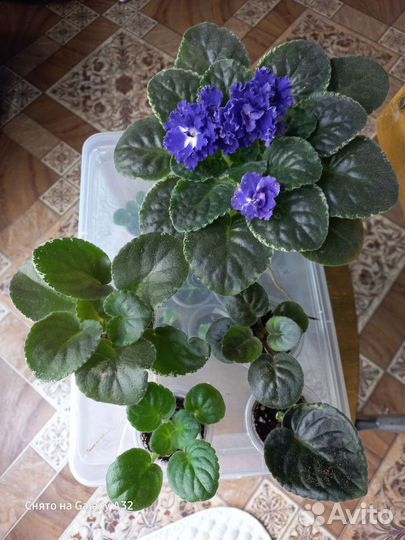 Фиалка сортовая. Наборы