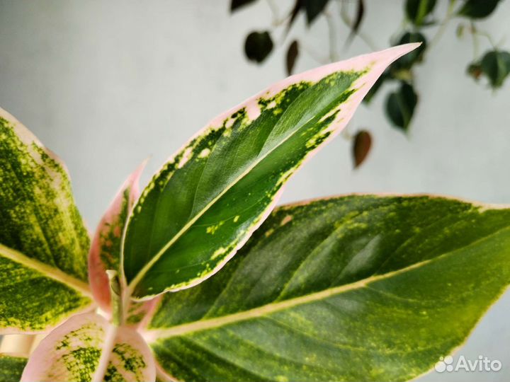 Ароидные: аглаонема монстера филодендрон