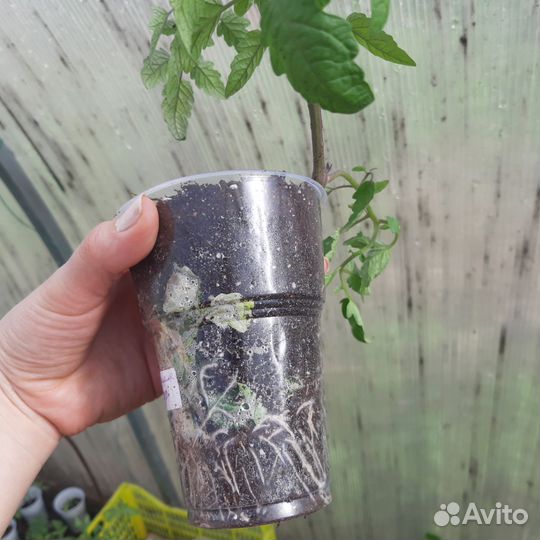 Рассада помидор, перцев, баклажан