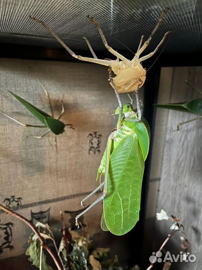 Папуанский гигантский кузнечик