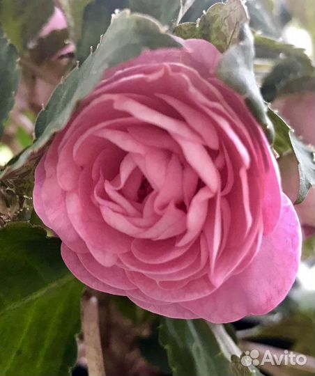 Сортовые махровые бальзамины (ванька мокрый)