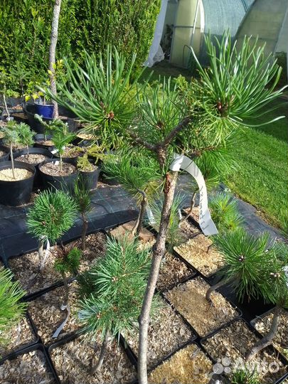 Сосна горная Литомусл на штамбе