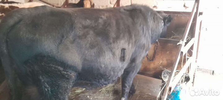 Скотина бык абердин-ангус