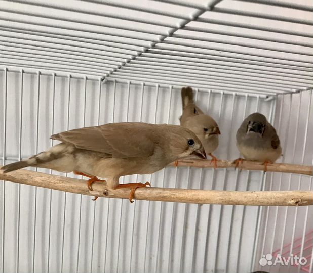 Зебровые амадины