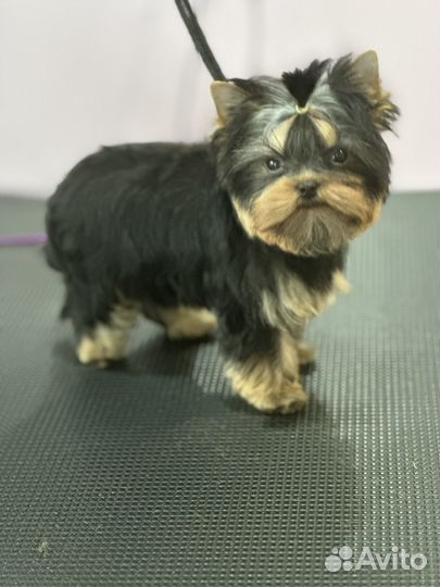 Йоркширский терьер