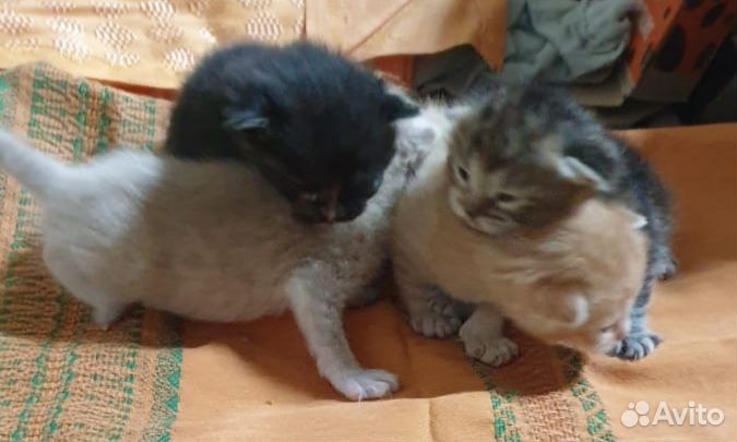 Кошки в добрые руки бесплатно