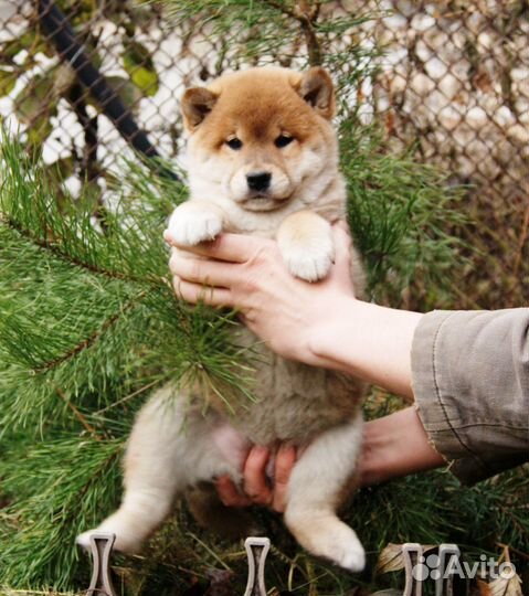 Щенки сиба (шиба). Документы РКФ