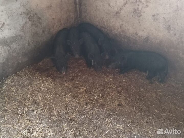 Вьетнамские вислобрюхие поросята