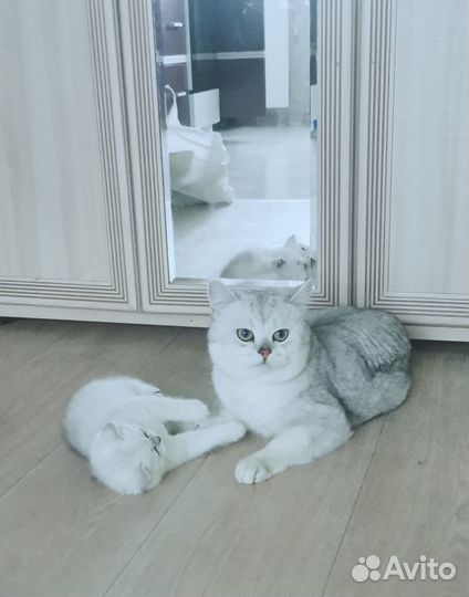 Кот для вязки