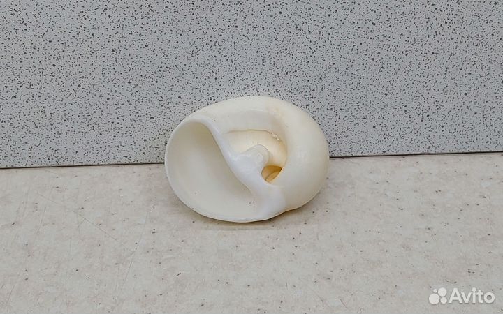 Белая лунная 4,40 морская ракушка раковина