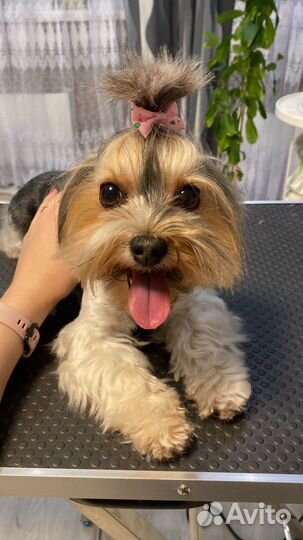 Груминг. Стрижка собак