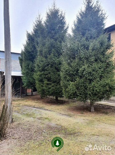 Ели взрослые. 2,2 м