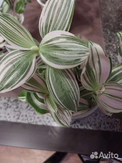 Традесканция