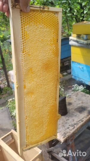 Сотовый мёд