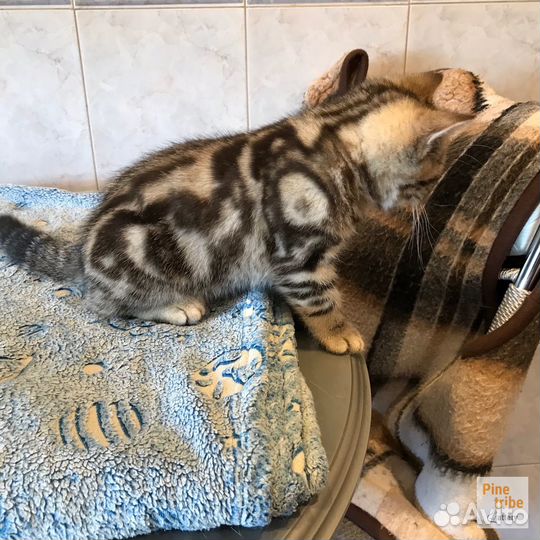 Шотландские котята девчушки мраморная и пятнистая