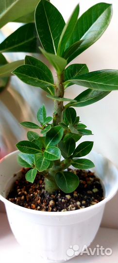 Адениум / Dorset horn medusa