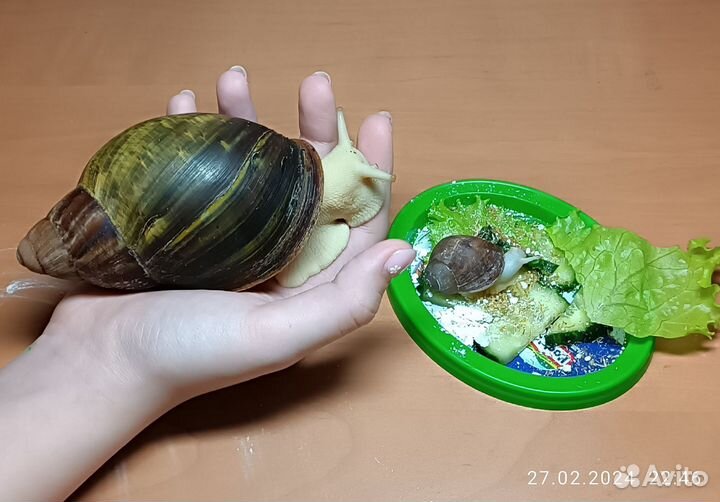 Улитки архахатины