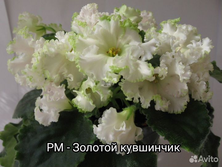 Фиалки сортовые