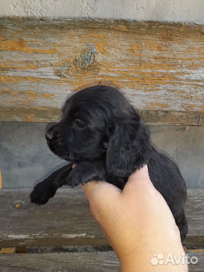 Английский кокер спаниель