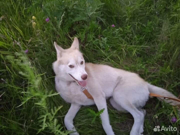 Сибирский хаски