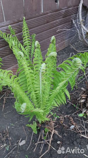 Папоротник садовый Страусник