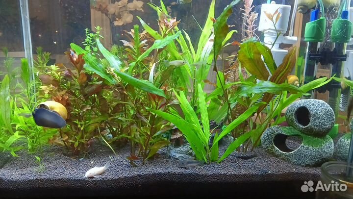 Растения для аквариума