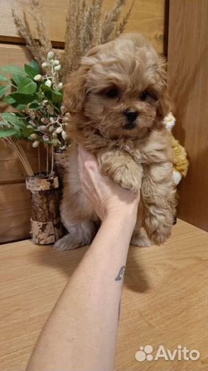 Мальтипу мини